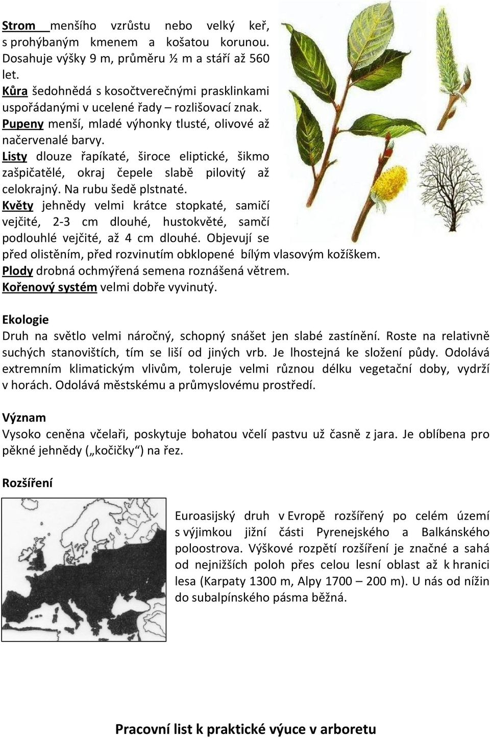 Listy dlouze řapíkaté, široce eliptické, šikmo zašpičatělé, okraj čepele slabě pilovitý až celokrajný. Na rubu šedě plstnaté.