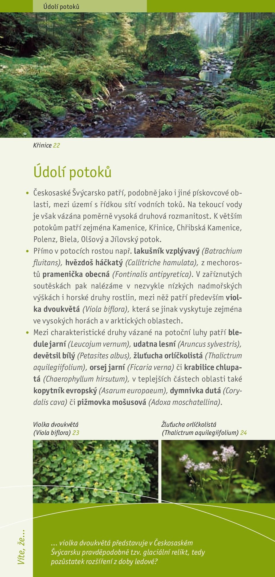 Přímo v potocích rostou např. lakušník vzplývavý (Batrachium fluitans), hvězdoš háčkatý (Callitriche hamulata), z mechorostů pramenička obecná (Fontinalis antipyretica).