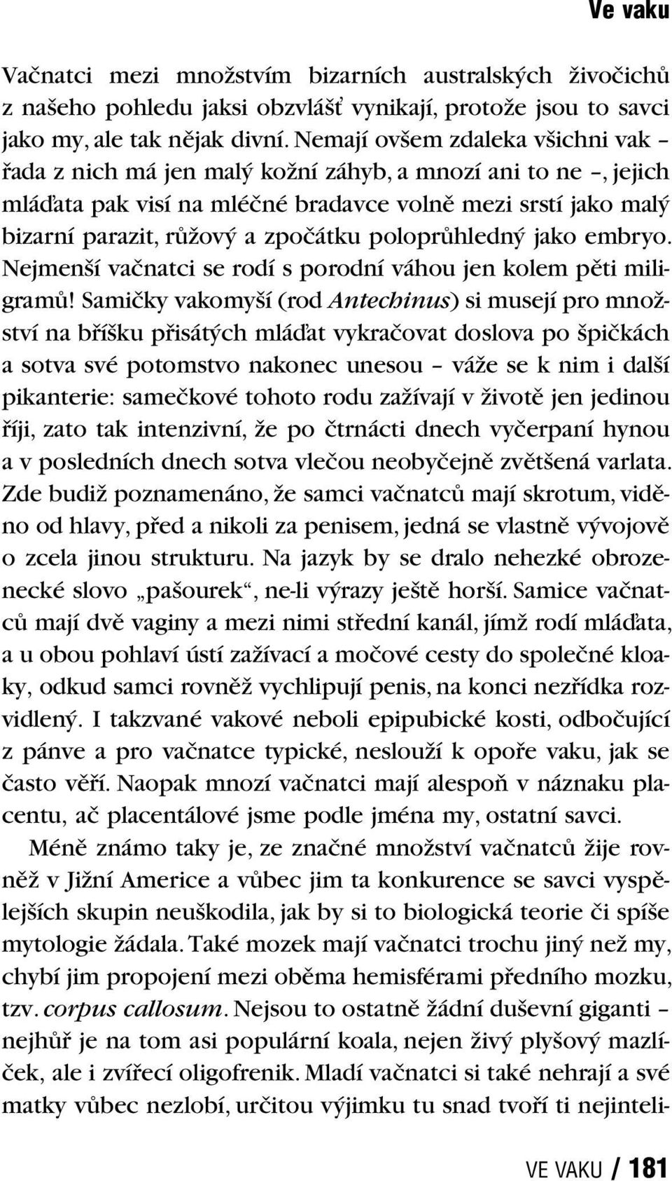 poloprůhledný jako embryo. Nejmenší vačnatci se rodí s porodní váhou jen kolem pěti miligramů!