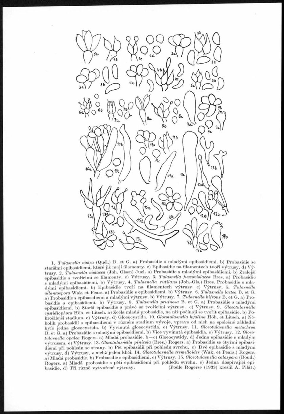3. Tulasnella fuscoviolacea Bres. a) Probasidie s mladými epibasidiemi, b) Výtrusy. 4. T ulasnella rutilans (Joh.-Ols.) Bres. Probasidie s mladými epibasidiemi. b) Epibasidie tvoří na filamentech výtrusy, c) Výtrusy.
