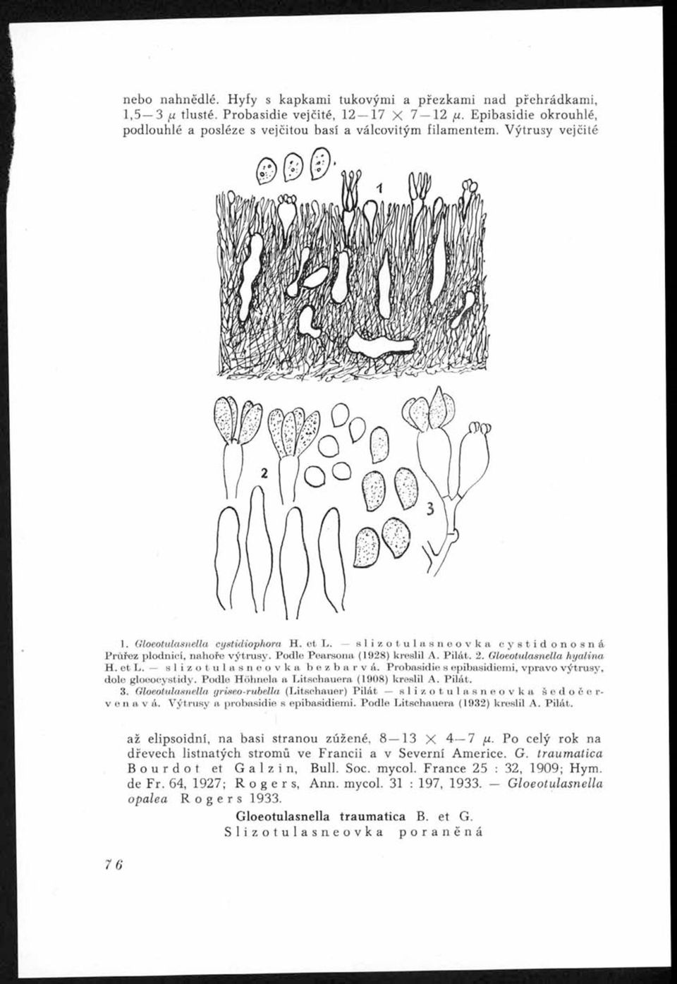 Probasidie s epibasidiemi, vpravo výtrusy, dole gloeocystidy. Podle Höhnela a Litschauera (1908) kreslil A. Pilát. 3.