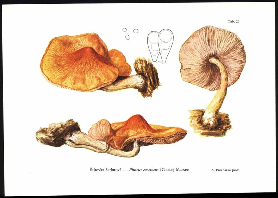 Pluteus coccineus