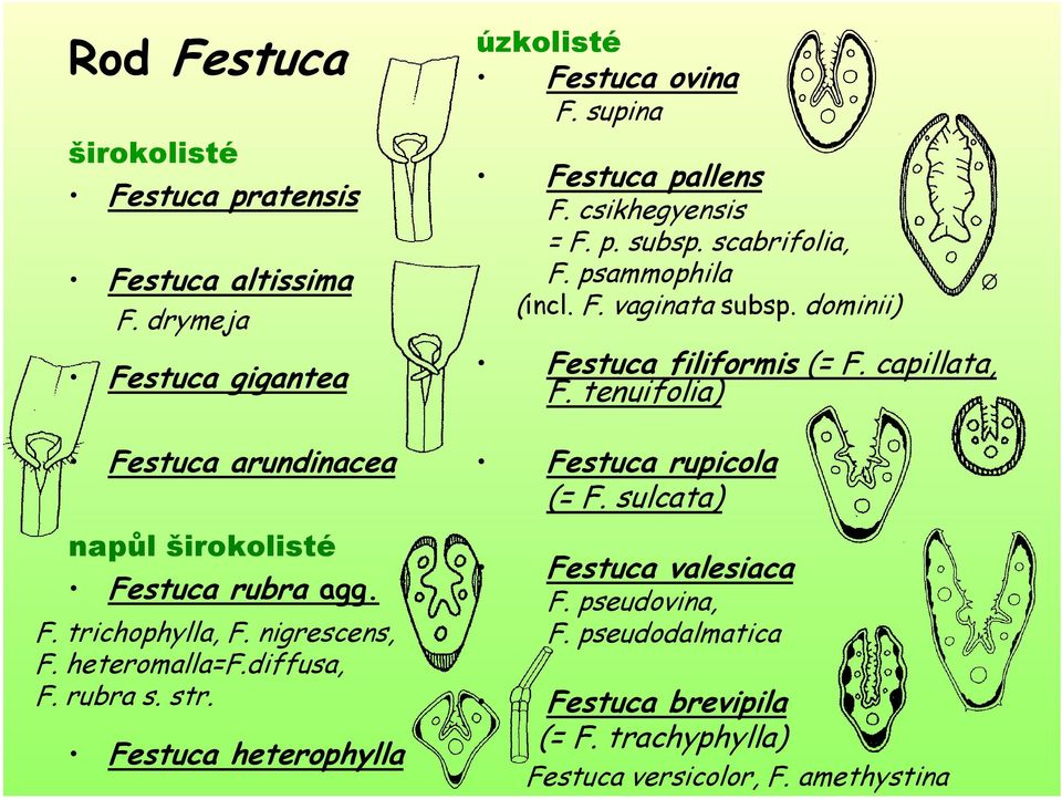 p. subsp. scabrifolia, F. psammophila (incl. F. vaginata subsp. dominii) Festuca filiformis (= F. capillata, F. tenuifolia) Festuca rupicola (= F.