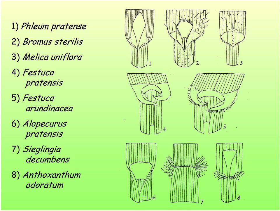 Festuca arundinacea 6) Alopecurus pratensis