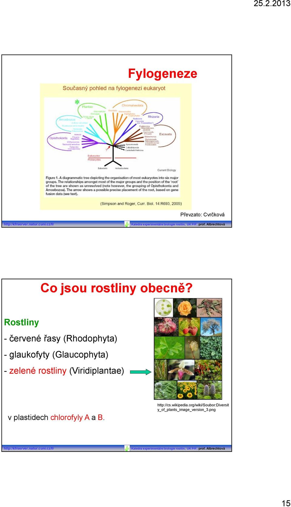 Rostliny - červené řasy (Rhodophyta) - glaukofyty (Glaucophyta) - zelené rostliny