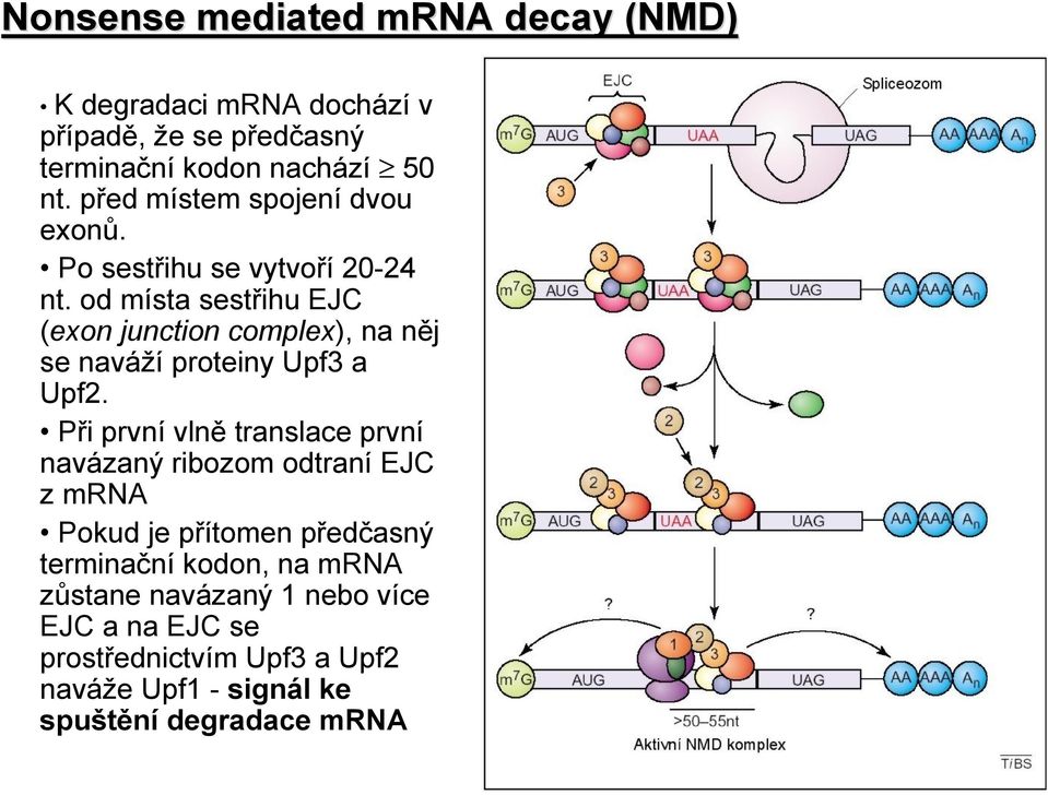 od místa sestřihu EJC (exon junction complex), na něj se naváží proteiny Upf3 a Upf2.
