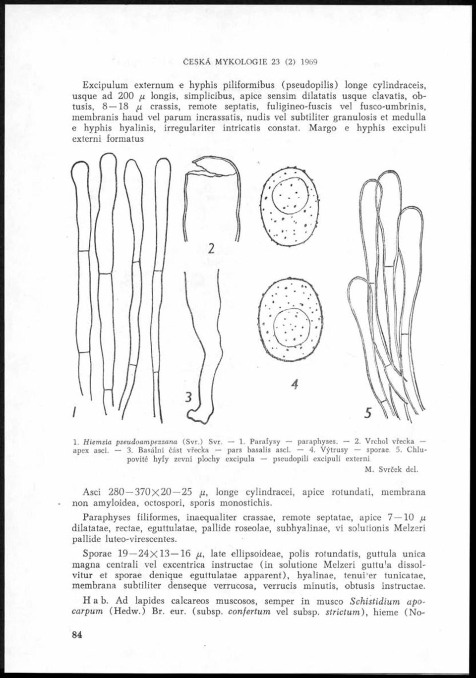 Margo e hyphis excipuli externi formatus J p @ lil Í 0 1. H iem sia pseu doam pezzan a (Svr.) Svr. 1. Parafysy paraphyses. 2. Vrchol vřecka apex asci. 3. Basální část vřecka pars basalis asci. 4.