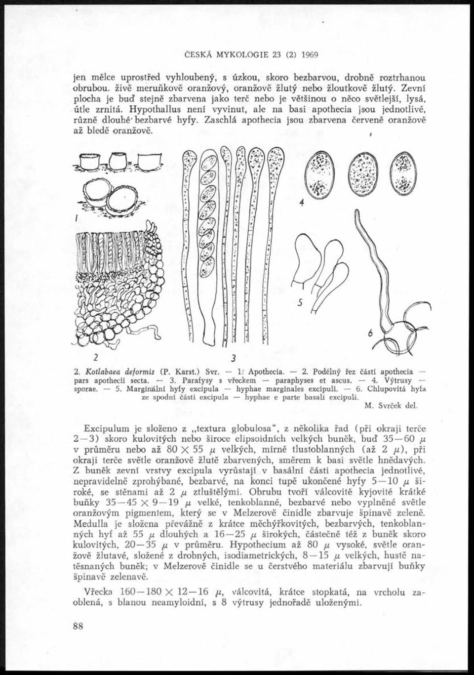 Zaschlá apothecia jsou zbarvena červeně oranžově až bledě oranžově., 2. K otlabaea deform is (P. Karst.) Svr. 1. Apothecia. 2. Podélný řez částí apothecia pars apothecii secta. 3.