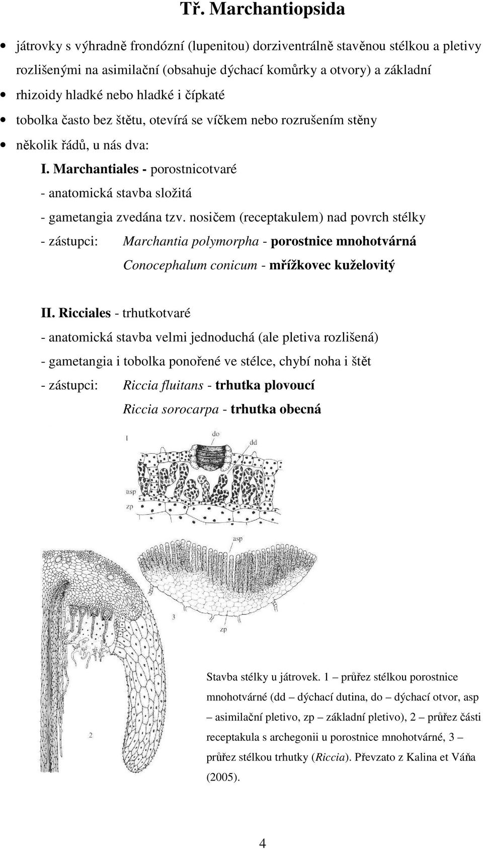 nosičem (receptakulem) nad povrch stélky - zástupci: Marchantia polymorpha - porostnice mnohotvárná Conocephalum conicum - mřížkovec kuželovitý II.