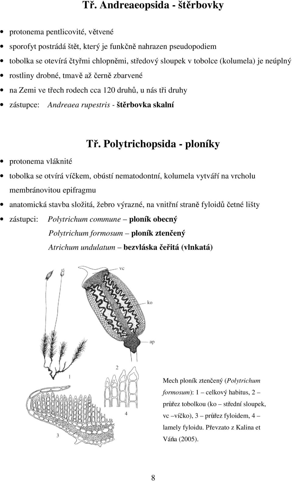 Polytrichopsida - ploníky protonema vláknité tobolka se otvírá víčkem, obústí nematodontní, kolumela vytváří na vrcholu membránovitou epifragmu anatomická stavba složitá, žebro výrazné, na vnitřní