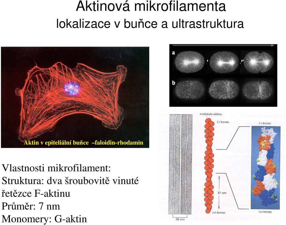 faloidin-rhodamin Vlastnosti mikrofilament: