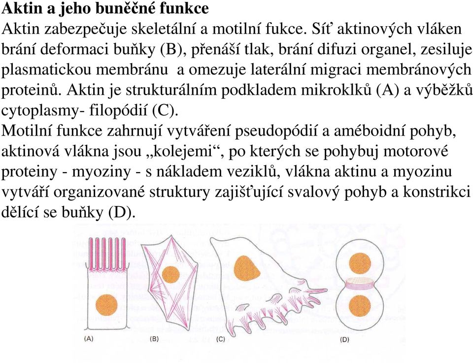 membránových proteinů. Aktin je strukturálním podkladem mikroklků (A) a výběžků cytoplasmy- filopódií (C).