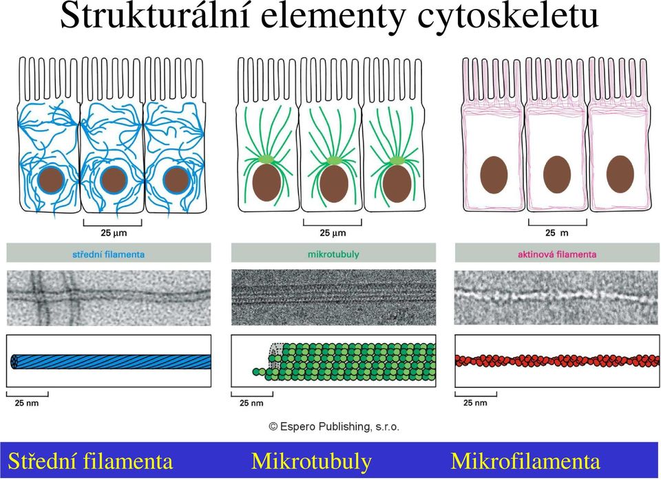 cytoskeletu Střední