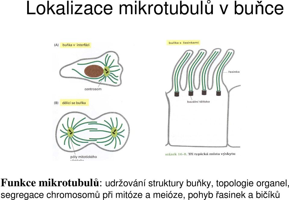 topologie organel, segregace chromosomů