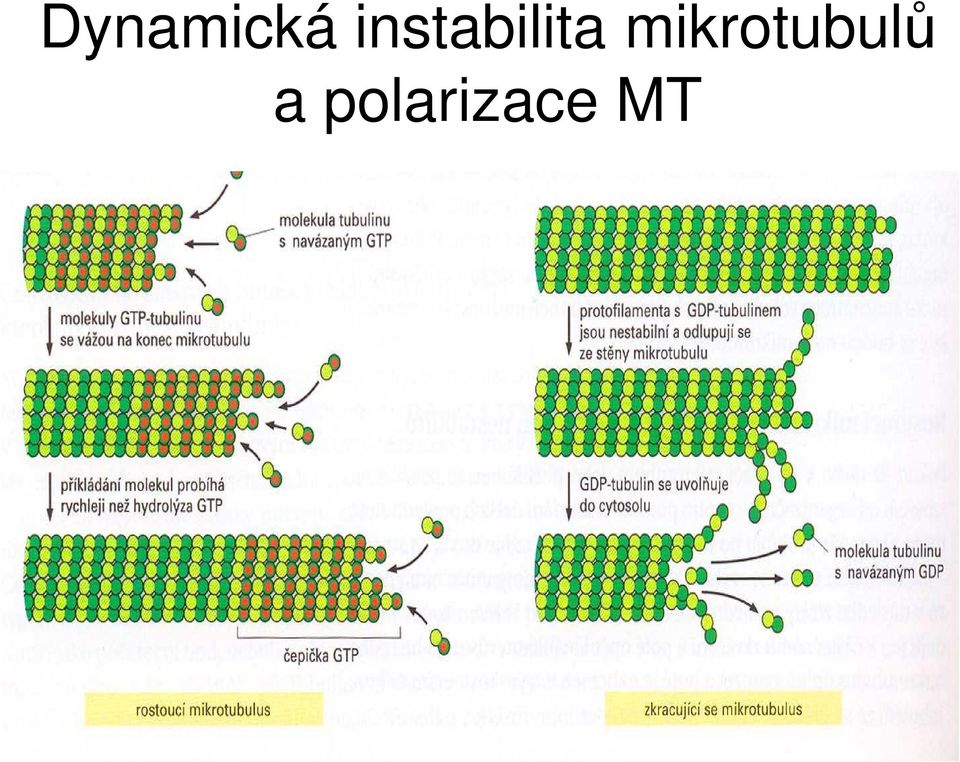 mikrotubulů