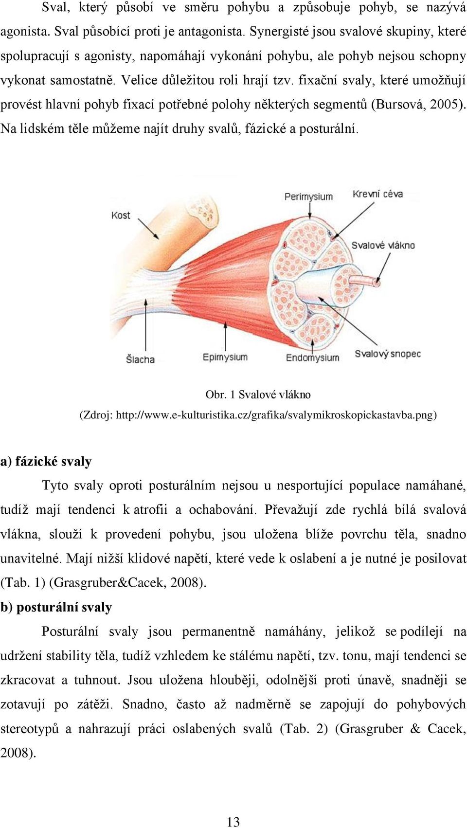 fixační svaly, které umožňují provést hlavní pohyb fixací potřebné polohy některých segmentů (Bursová, 2005). Na lidském těle můžeme najít druhy svalů, fázické a posturální. Obr.