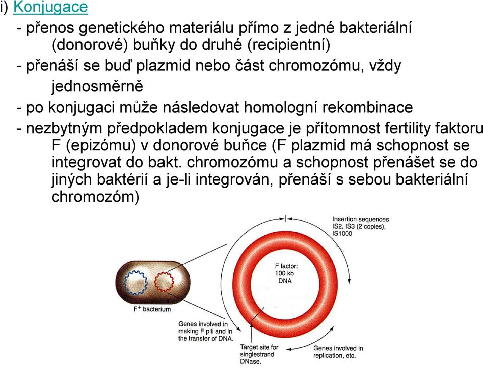 předpokladem konjugace je přítomnost fertility faktoru F (epizómu) v donorové buňce (F plazmid má schopnost se
