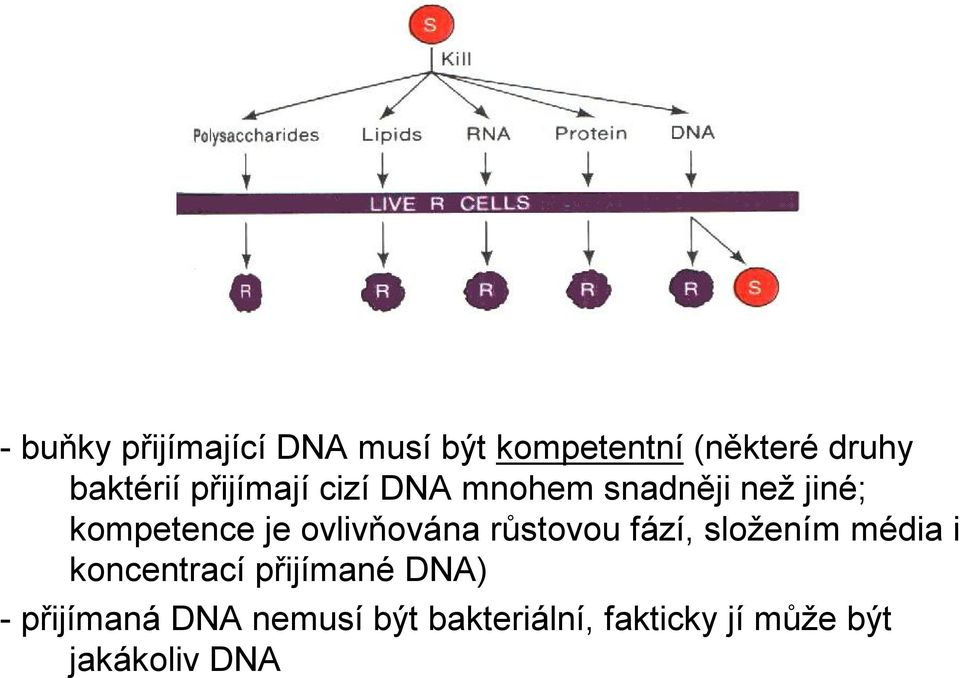 ovlivňována růstovou fází, složením média i koncentrací přijímané