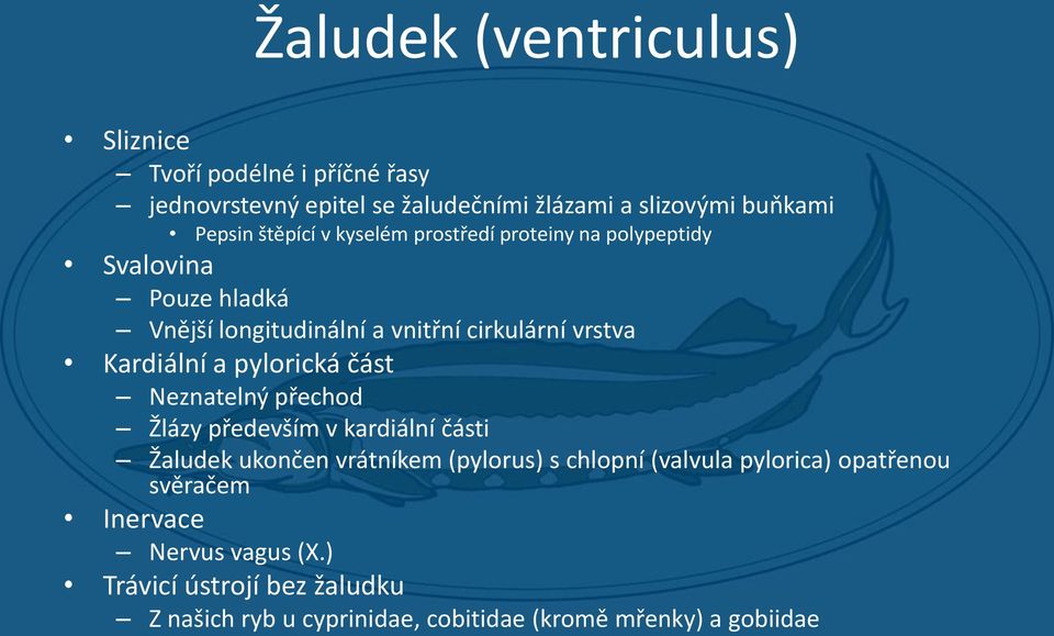 Kardiální a pylorická část Neznatelný přechod Žlázy především v kardiální části Žaludek ukončen vrátníkem (pylorus) s chlopní