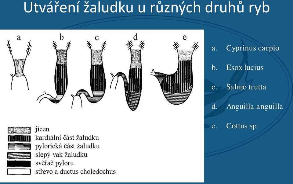 Esox lucius c. Salmo trutta d.