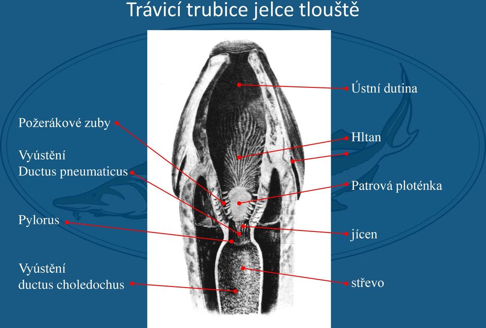 pneumaticus Pylorus Vyústění ductus