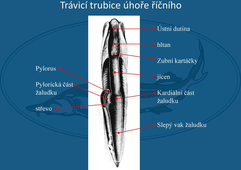 žaludku střevo Zubní kartáčky jícen