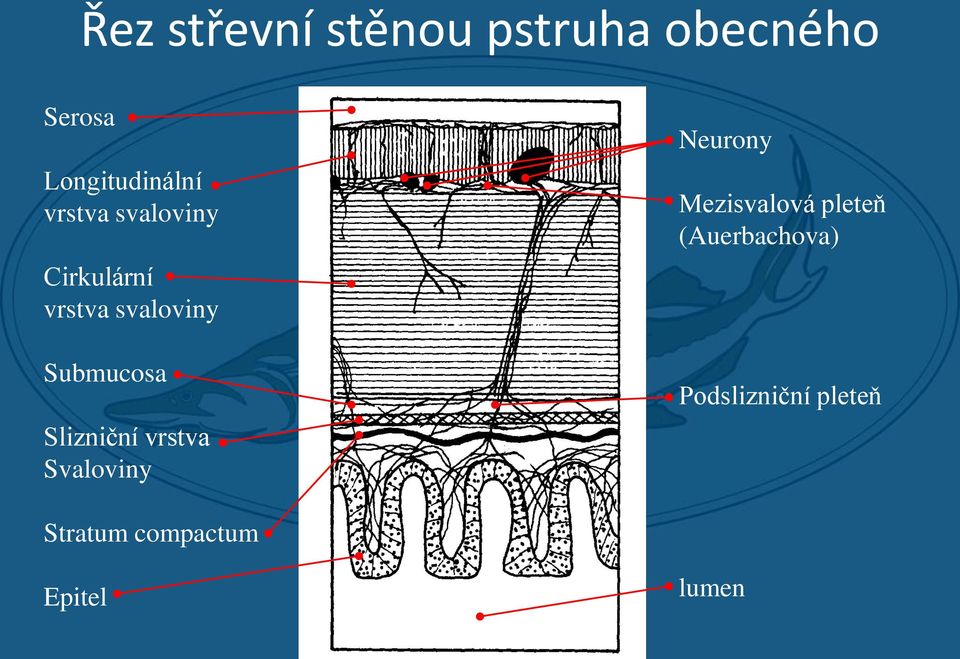 Slizniční vrstva Svaloviny Neurony Mezisvalová pleteň