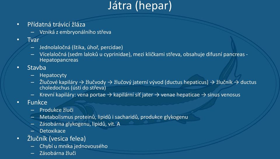 ductus choledochus (ústí do střeva) Krevní kapiláry: vena portae kapilární síť jater venae hepaticae sinus venosus Funkce Produkce žluči Metabolismus