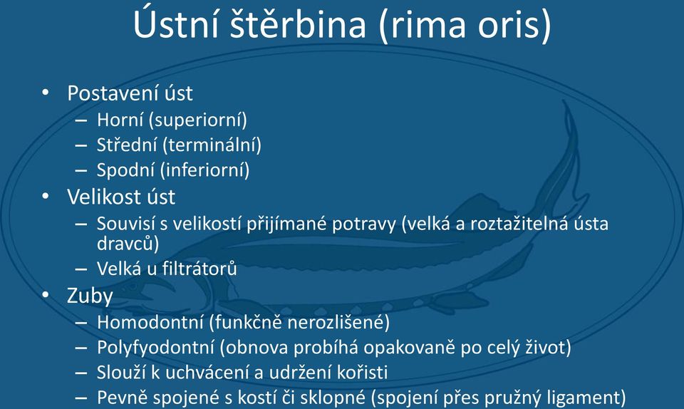 Velká u filtrátorů Zuby Homodontní (funkčně nerozlišené) Polyfyodontní (obnova probíhá opakovaně po