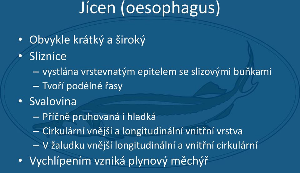 pruhovaná i hladká Cirkulární vnější a longitudinální vnitřní vrstva V