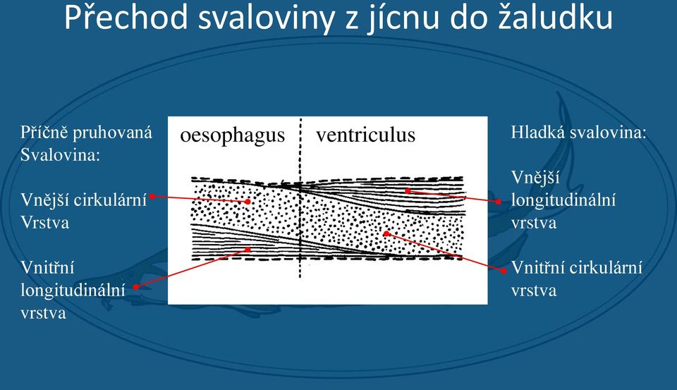 longitudinální vrstva oesophagus ventriculus Hladká