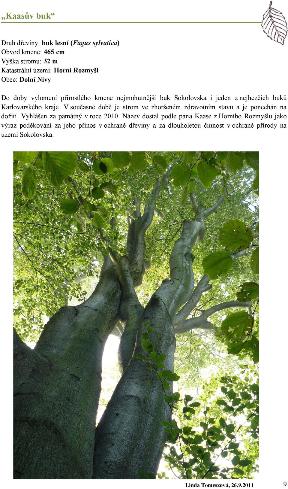V současné době je strom ve zhoršeném zdravotním stavu a je ponechán na dožití. Vyhlášen za památný v roce 2010.