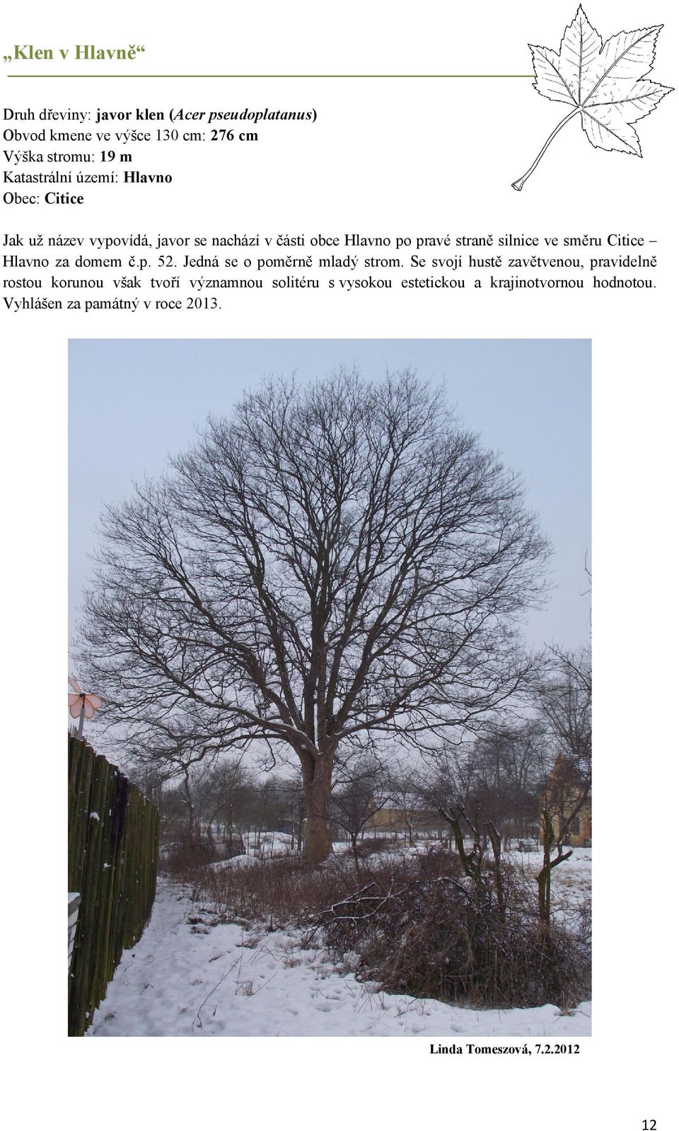 směru Citice Hlavno za domem č.p. 52. Jedná se o poměrně mladý strom.