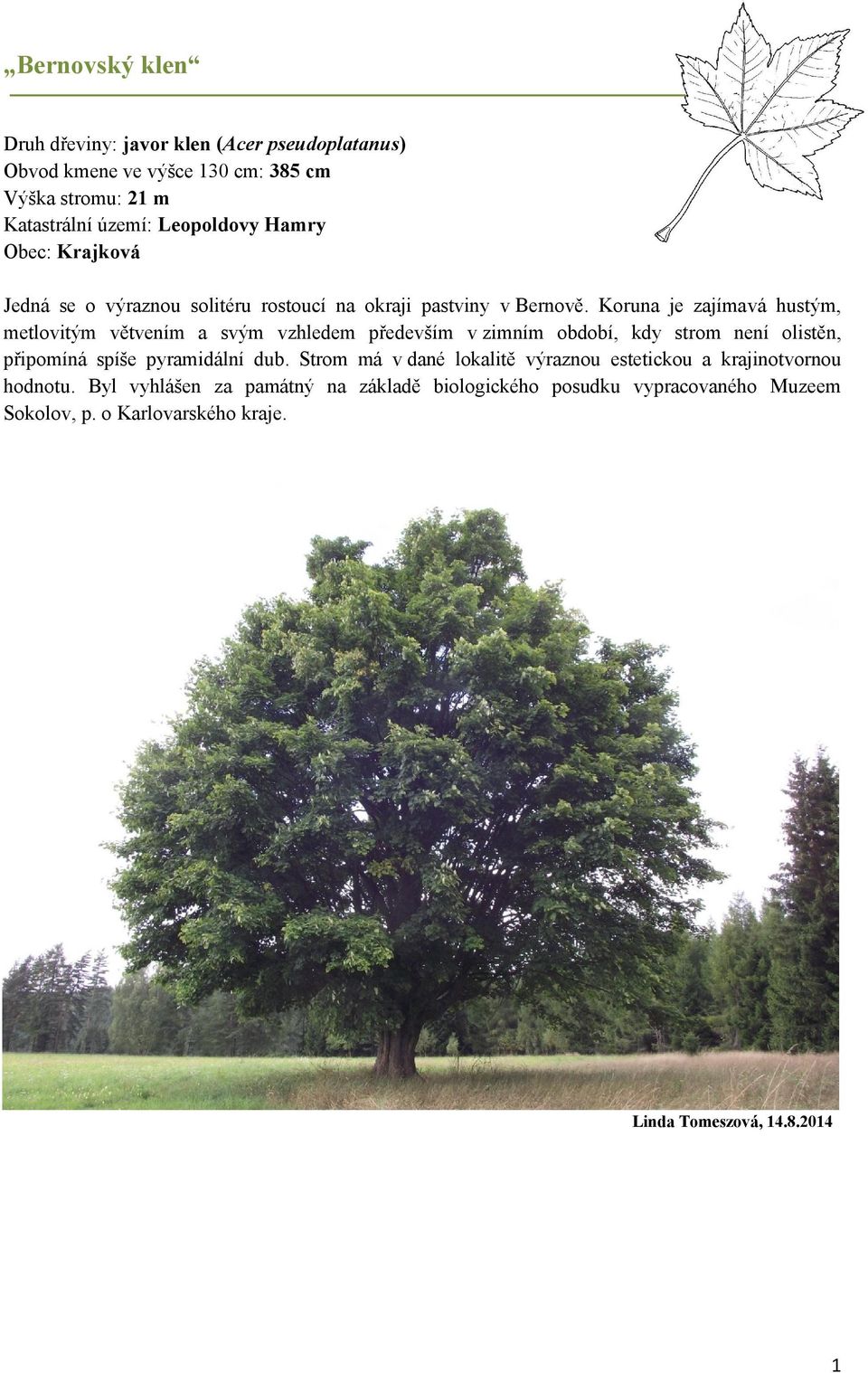 Koruna je zajímavá hustým, metlovitým větvením a svým vzhledem především v zimním období, kdy strom není olistěn, připomíná spíše pyramidální dub.