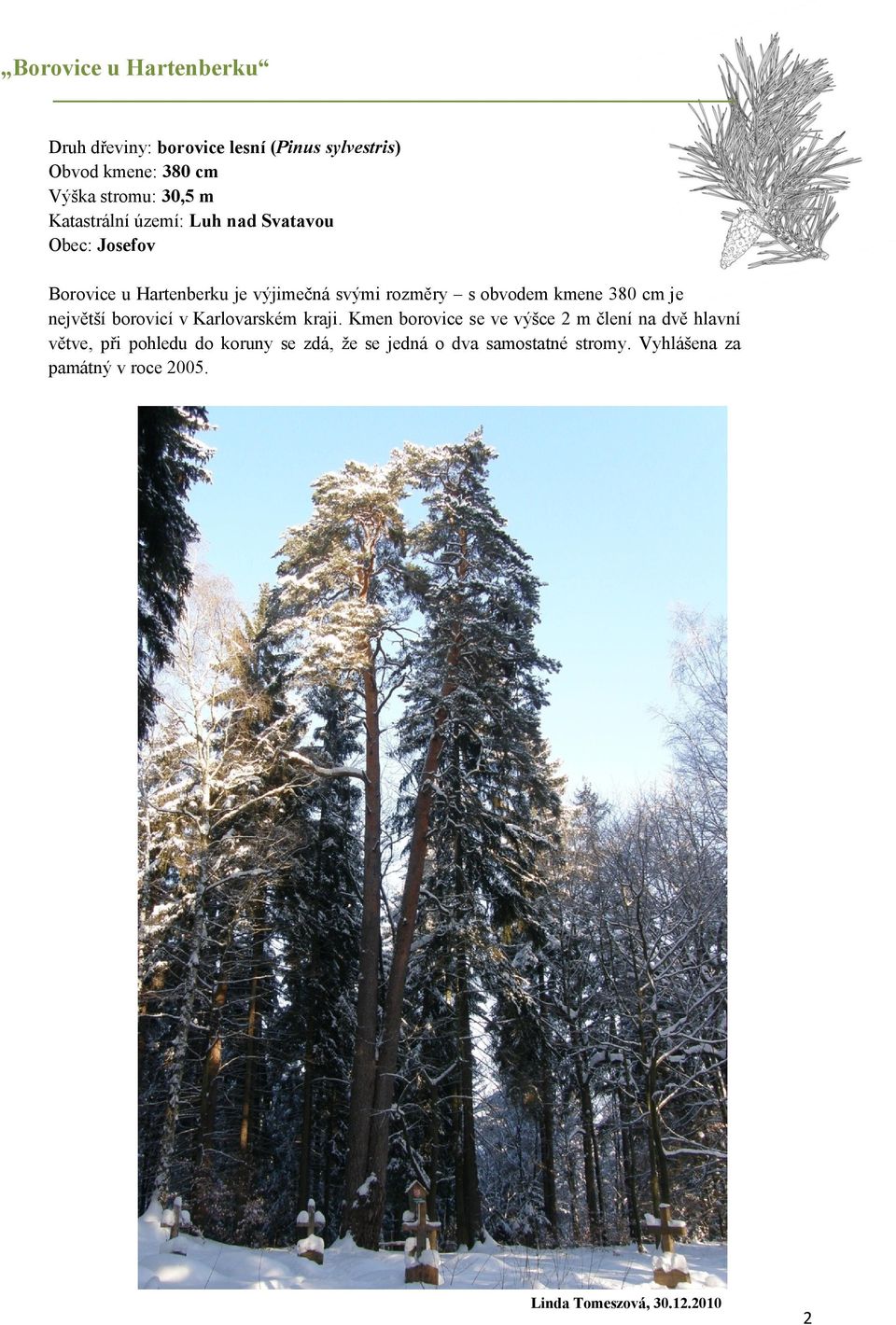 380 cm je největší borovicí v Karlovarském kraji.