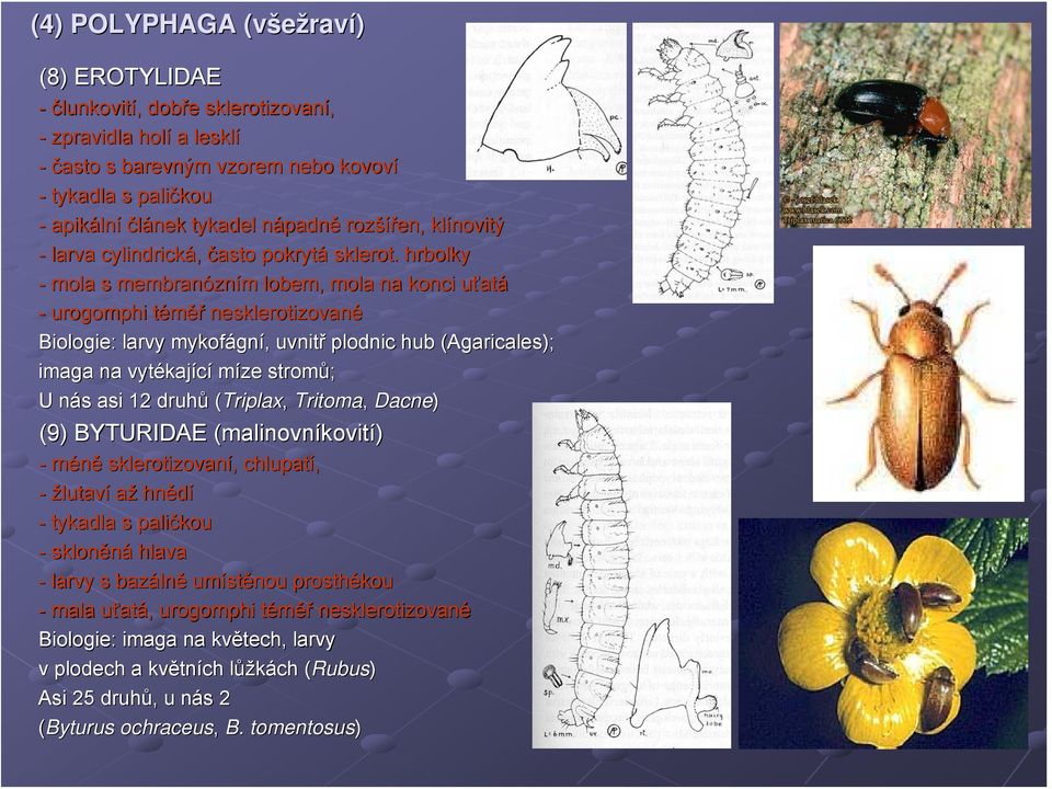 . hrbolky - mola s membranózn zním lobem, mola na konci uťatu atá - urogomphi téměř nesklerotizované Biologie: larvy mykofágn gní,, uvnitř plodnic hub (Agaricales( Agaricales); imaga na vytékaj