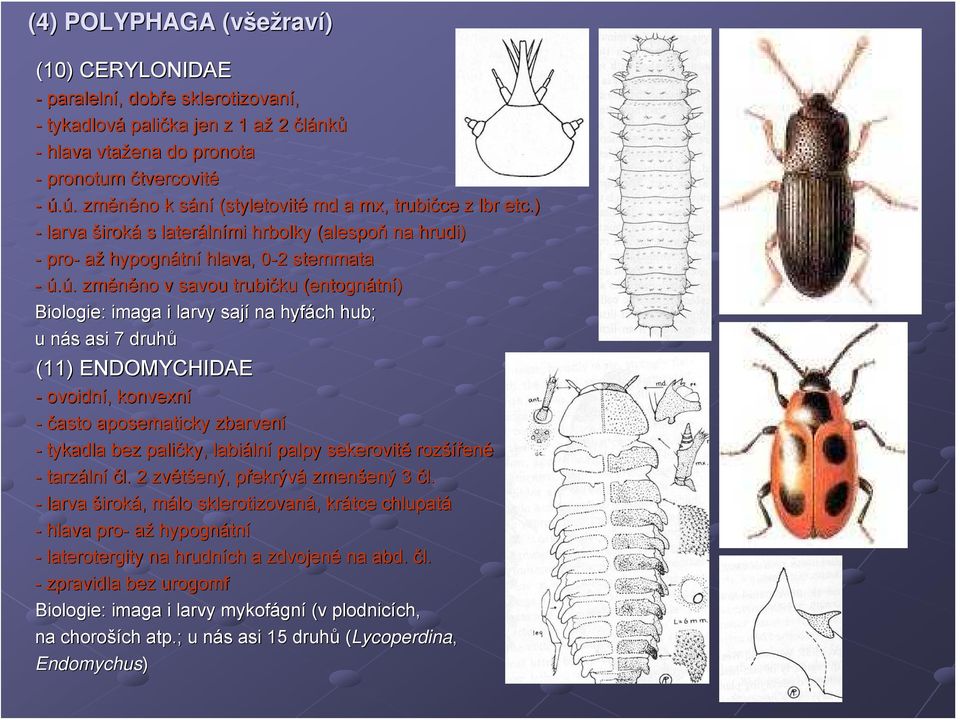 trubičku (entogn( entognátní) Biologie: imaga i larvy sají na hyfách hub; u nás n s asi 7 druhů (11) ENDOMYCHIDAE - ovoidní,, konvexní - často aposematicky zbarvení - tykadla bez paličky, labiáln lní