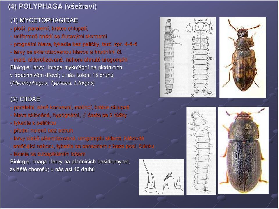 - malé, sklerotizované,, nahoru ohnuté urogomphi Biologie: larvy i imaga mykofágn gní na plodnicích ch v trouchnivém m dřevd evě; ; u nás n s kolem 15 druhů (Mycetophagus, Typhaea, Litargus) (2)