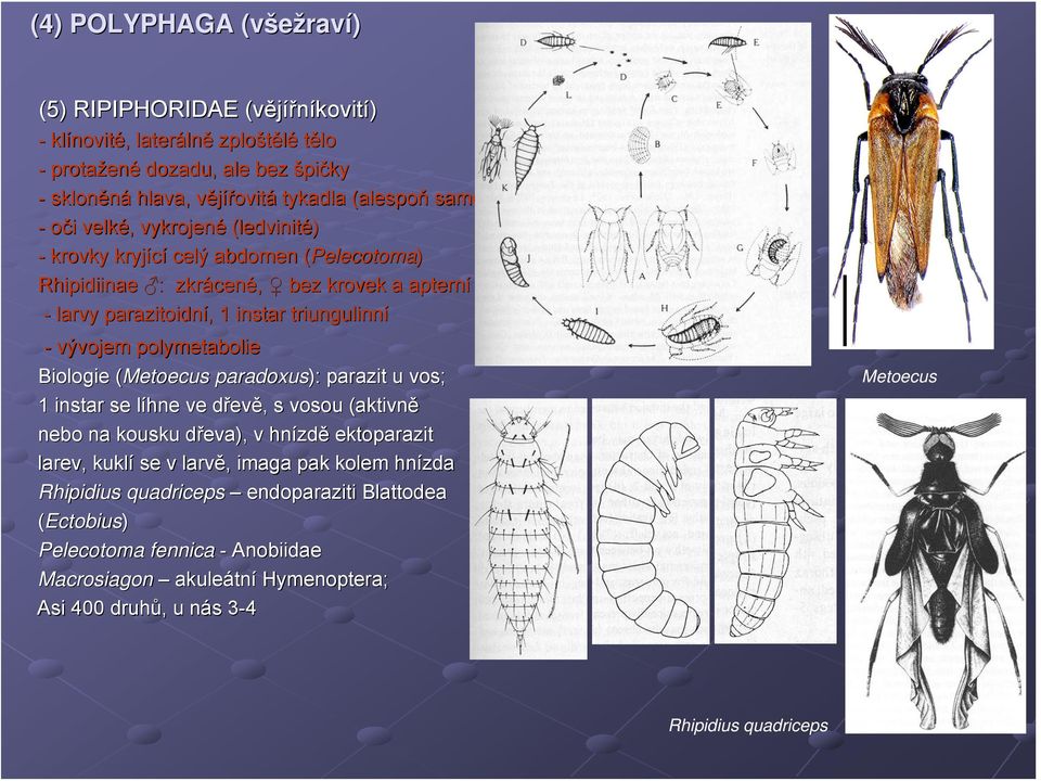 polymetabolie Biologie (Metoecus( paradoxus): parazit u vos; 1 instar se líhne l ve dřevd evě,, s vosou (aktivně nebo na kousku dřeva), d v hnízd zdě ektoparazit larev, kuklí se v larvě, imaga