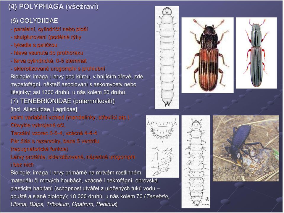(7) TENEBRIONIDAE (potemn( potemníkovití) [incl. Alleculidae, Lagriidae] velmi variabilní vzhled (mandelinky, střevl evlíci atp.