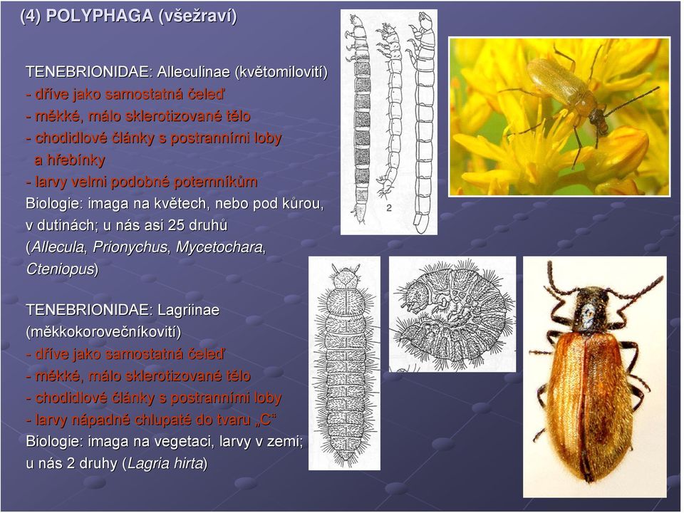 Prionychus, Mycetochara, Cteniopus) TENEBRIONIDAE: Lagriinae (měkkokorovečníkovití) - dříve jako samostatná čeleď - měkké,, málo m sklerotizované