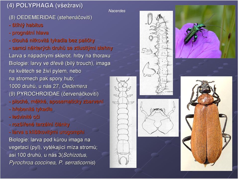 . hrby na thoraxu Biologie: larvy ve dřevd evě (bílý trouch), imaga na květech se živí pylem, nebo na stromech pak spory hub; 1000 druhů,, u nás n s 27, Oedemera (9) PYROCHROIDAE