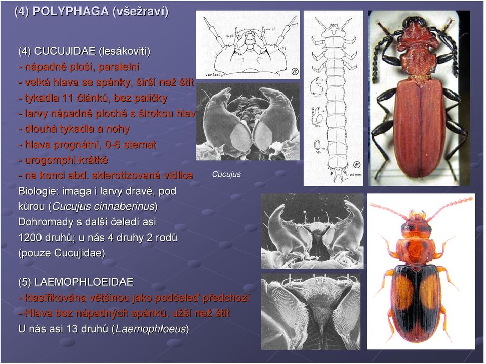 sklerotizovaná vidlice Biologie: imaga i larvy dravé,, pod kůrou (Cucujus( cinnaberinus) Dohromady s další čeledí asi 1200 druhů; ; u nás n s 4 druhy 2 rodů