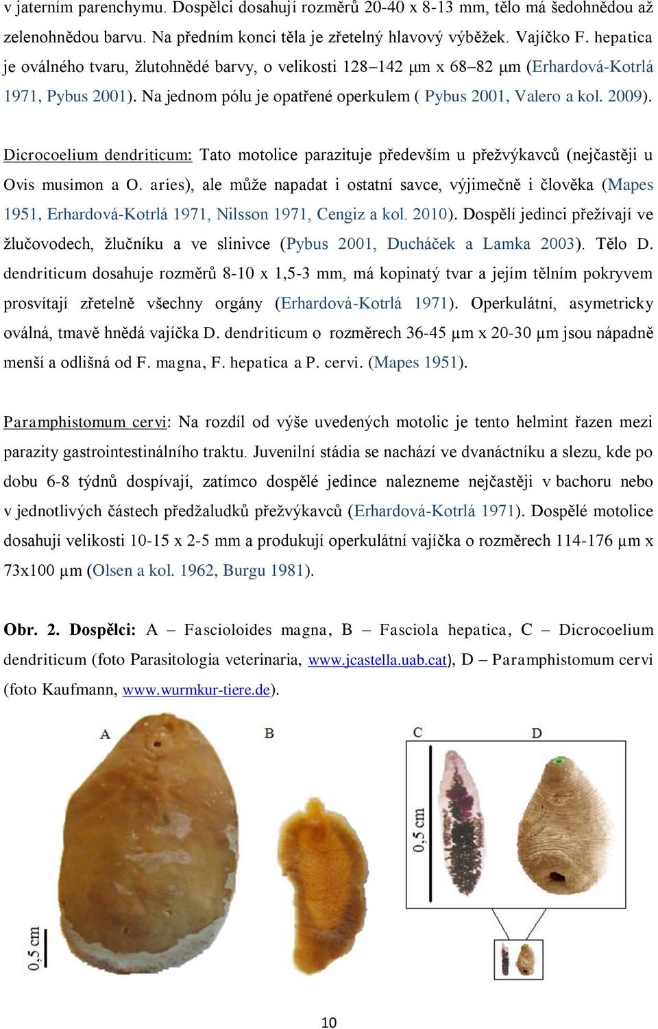 Dicrocoelium dendriticum: Tato motolice parazituje především u přeţvýkavců (nejčastěji u Ovis musimon a O.