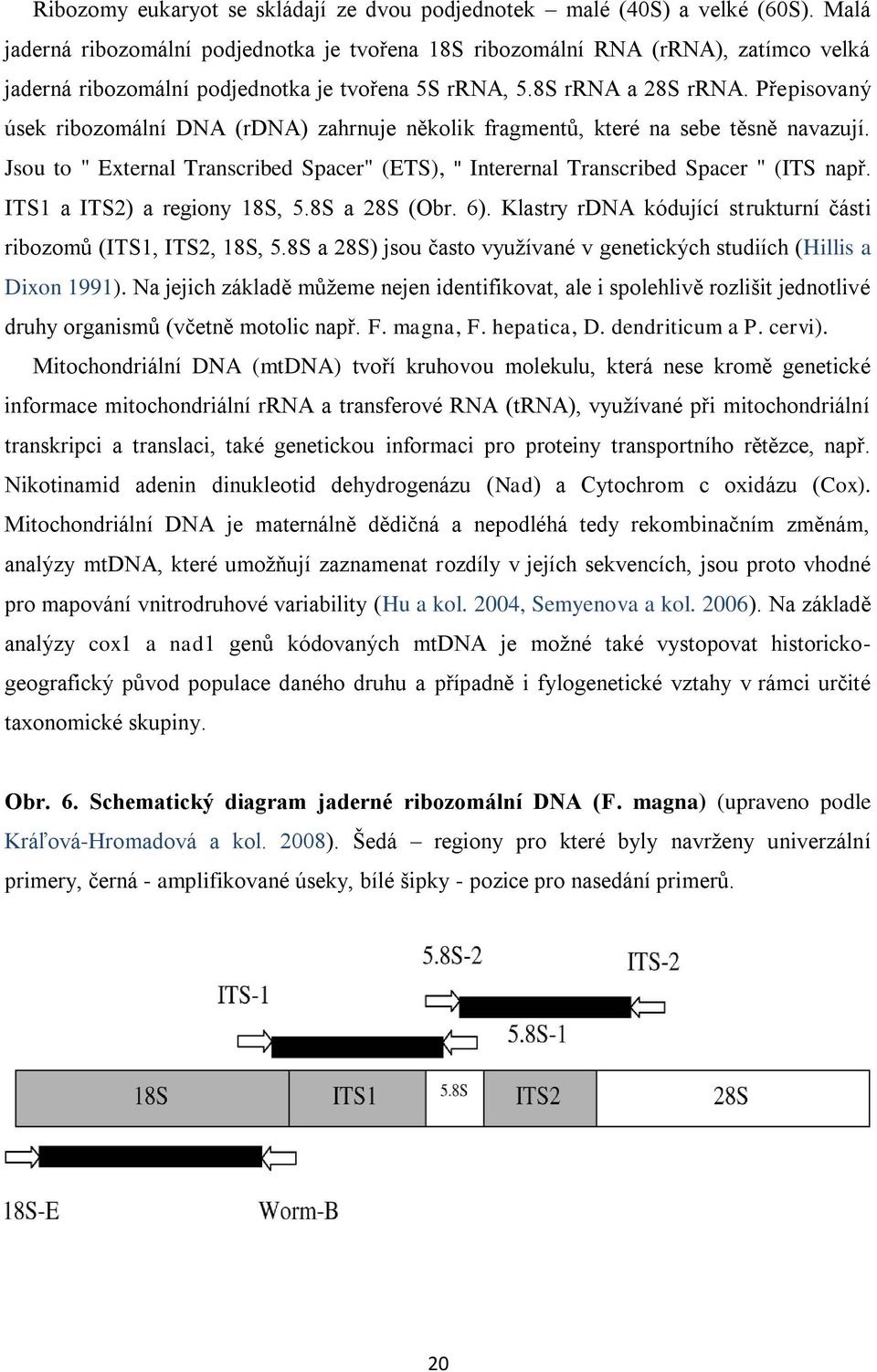 Přepisovaný úsek ribozomální DNA (rdna) zahrnuje několik fragmentů, které na sebe těsně navazují. Jsou to " External Transcribed Spacer" (ETS), " Interernal Transcribed Spacer " (ITS např.