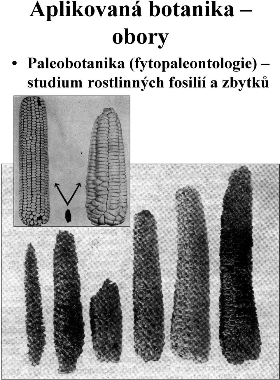 (fytopaleontologie)