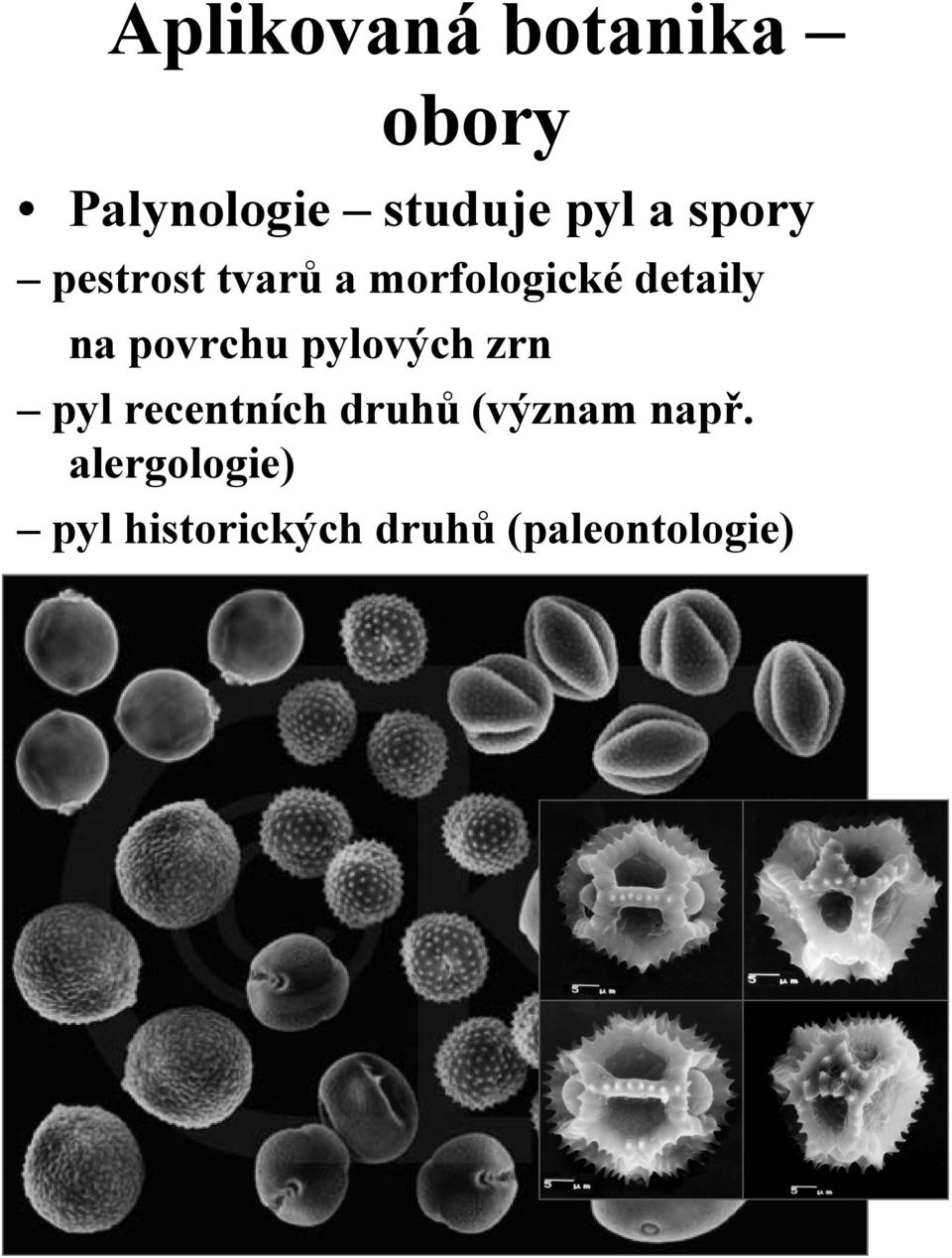 povrchu pylových zrn pyl recentních druhů (význam