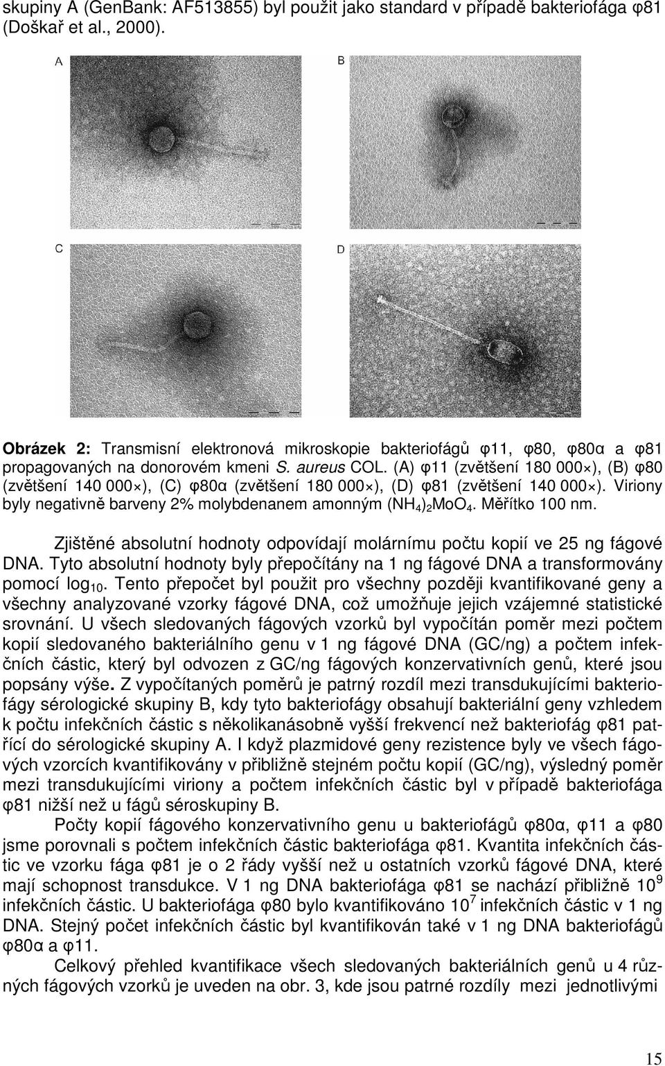 (A) φ11 (zvětšení 180 000 ), (B) φ80 (zvětšení 140 000 ), (C) φ80α (zvětšení 180 000 ), (D) φ81 (zvětšení 140 000 ). Viriony byly negativně barveny 2% molybdenanem amonným (NH 4 ) 2 MoO 4.