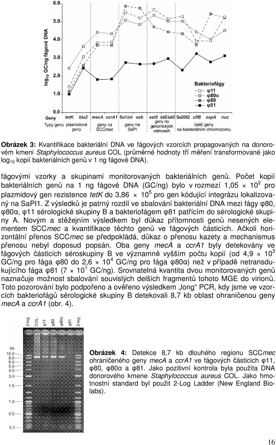 Počet kopií bakteriálních genů na 1 ng fágové DNA (GC/ng) bylo v rozmezí 1,05 10 2 pro plazmidový gen rezistence tetk do 3,86 10 5 pro gen kódující integrázu lokalizovaný na SaPI1.