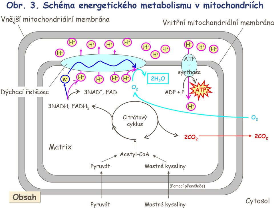 membrána Vnitřní mitochondriální membrána ATP - synthasa 2 2 Dýchací řetězec